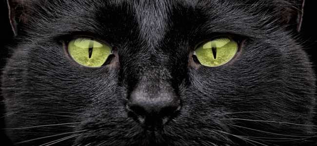 Gato-negro.jpg